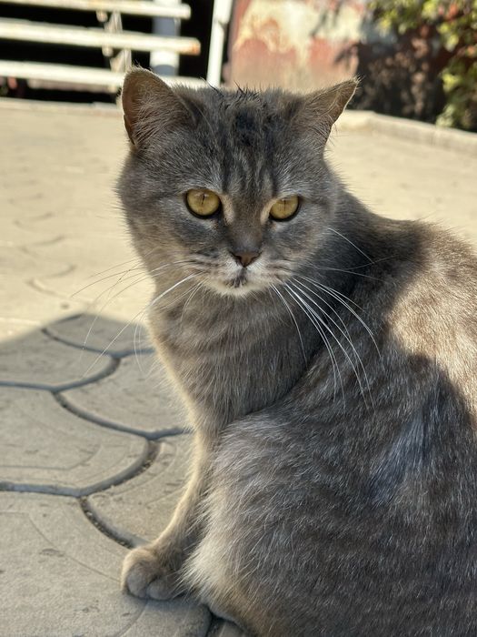 Кошечка в добрые руки