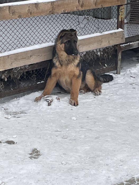 Щенки немецкой овчарки