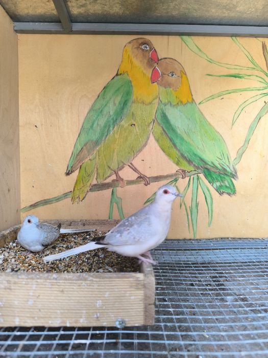 Бриллиантовые горлицы