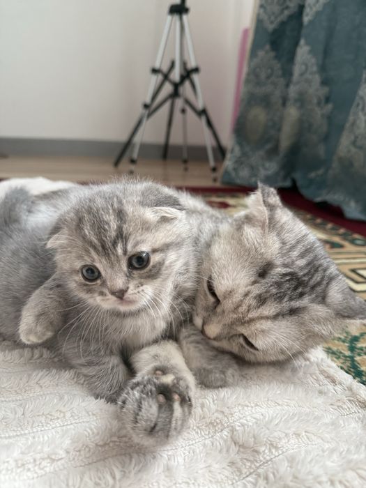 продается котята