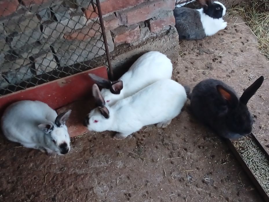Продавам зайци, мъжки и женски