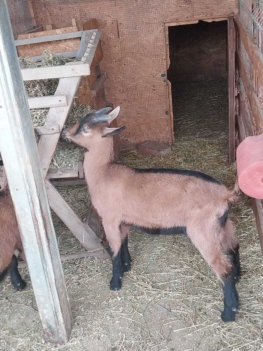 Ied alpin, 8 saptamini din mama foarte buna de lapte