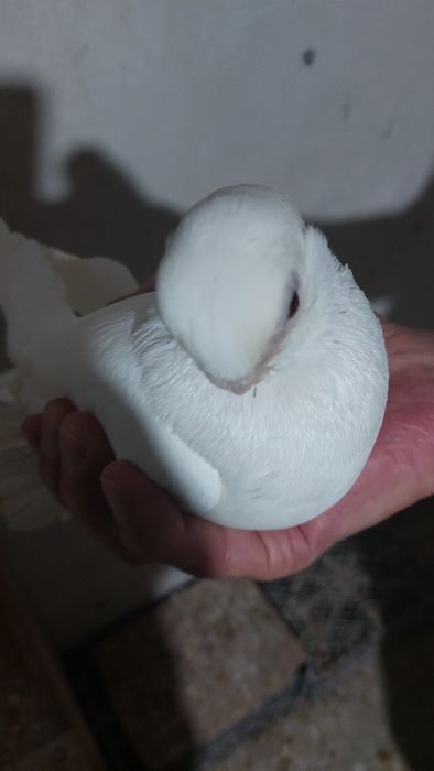 Голуби белый самка кептер