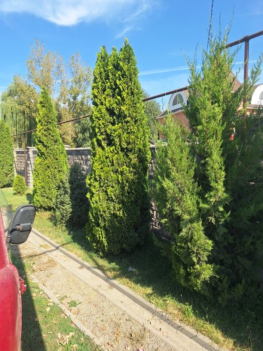 Продам  большие туи.