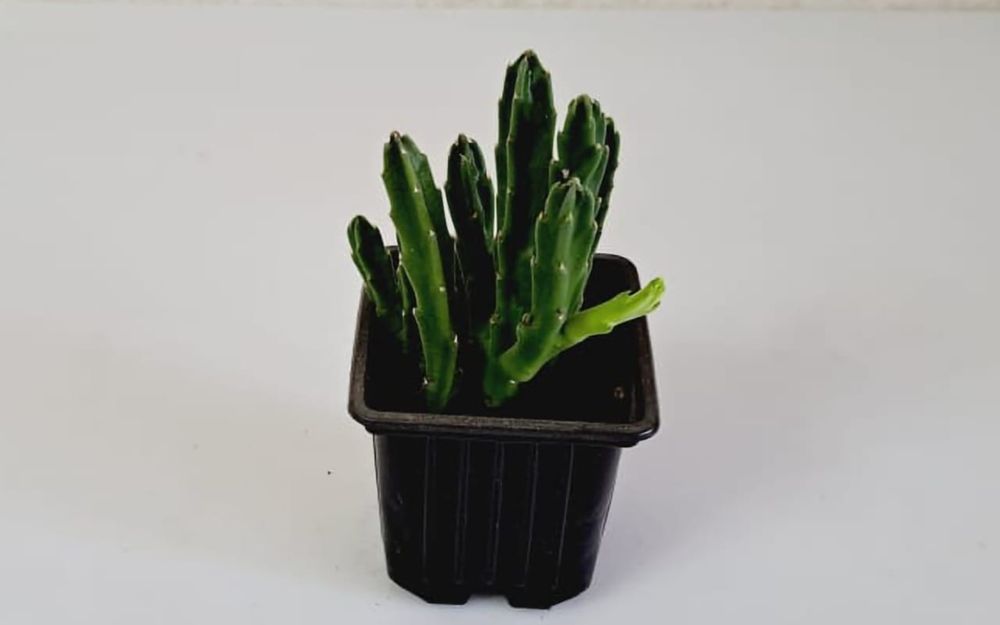 Комнатные цветы, цветы