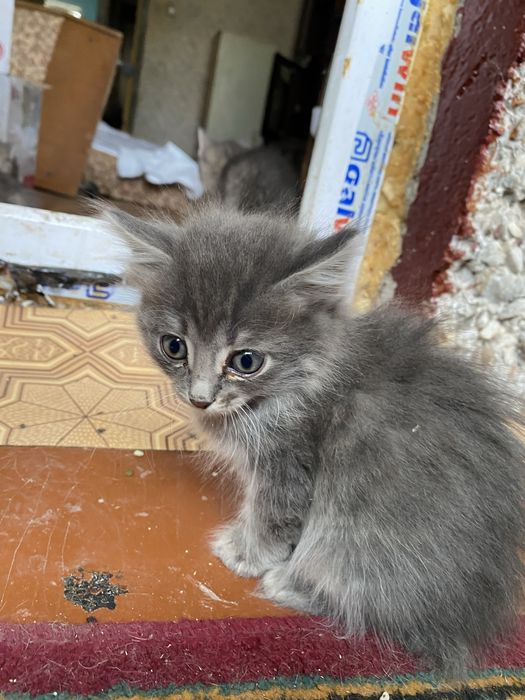 Пристраиваются котята