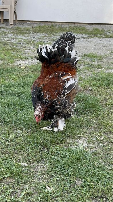 De vânzare brahma portelan