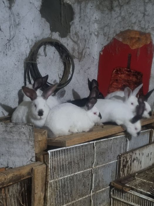 Продаю калефорниских кроликов