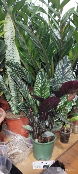 Уход за растениями