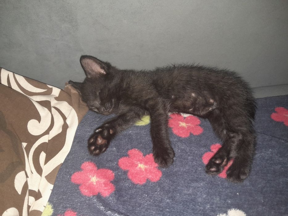 Отдам двух котят в добрые руки