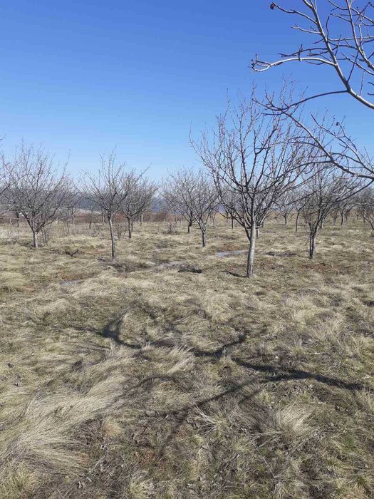 Продава се Земеделски имот в Нови Искър -  кв.м за 12750 €/дка - Снимка #2