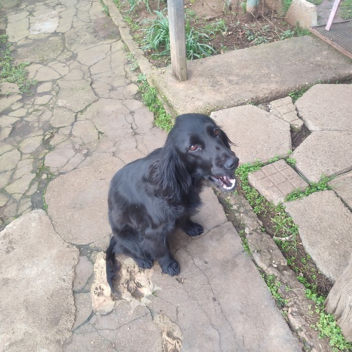 Куче кокер шпаньол за подробности пишете