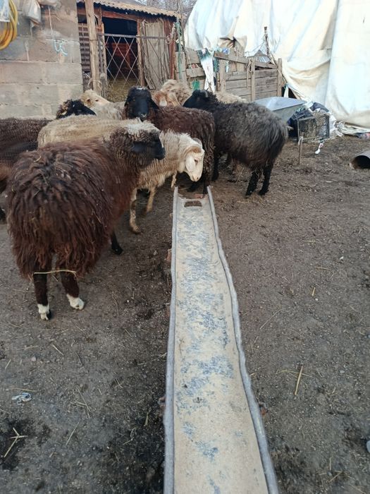 В Продажи Бараны Токты Секи.