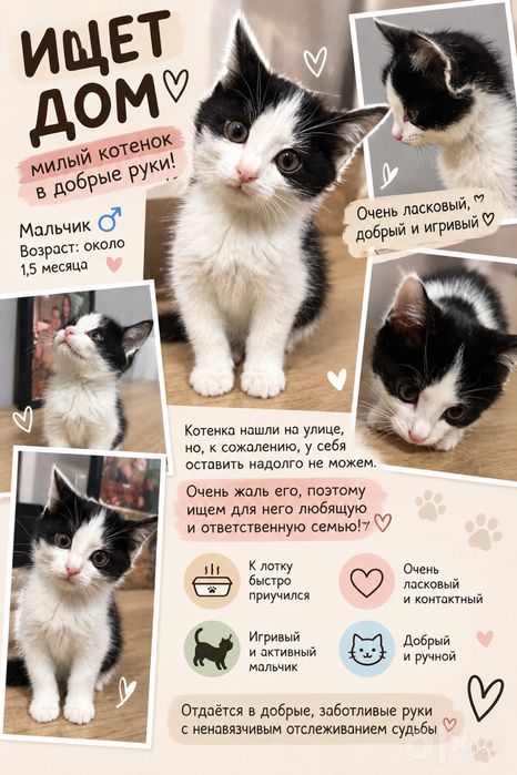 Пристраивается котенок