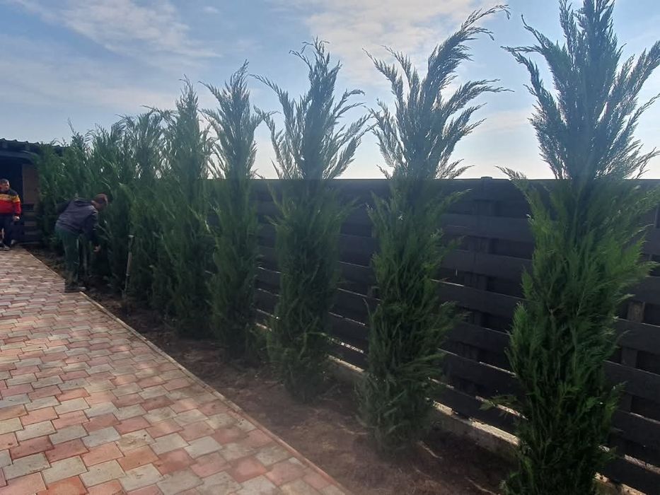 • Vand cupressus leylandii
• Ideal pentru formarea unui gard viu verde veșnic natural 

• Înălțime 2.5m - 3m după plantare

• Livrez si plantez în toa