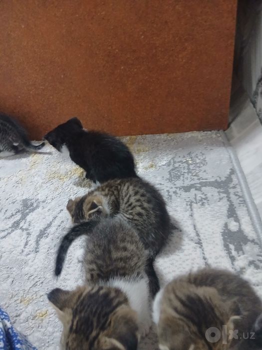 Zotdor Shotlandiya Fold (Scottish Fold) mushukchalari sotiladi!