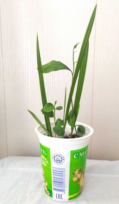 Лимоны за стакан