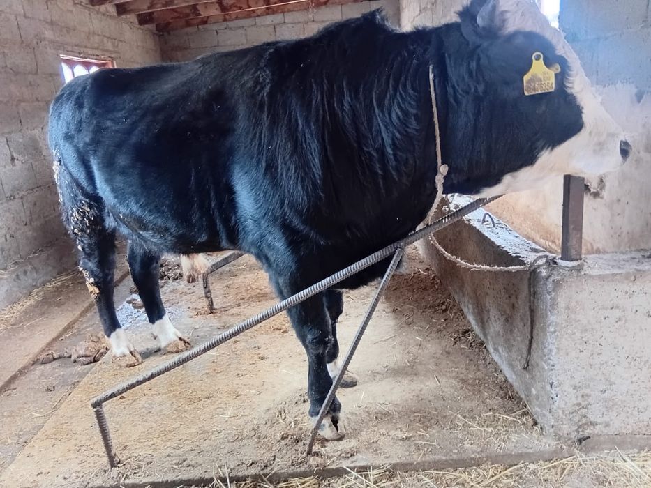 Бұқа сатылады 9 бас