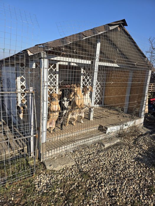 Donez catei de talie mica