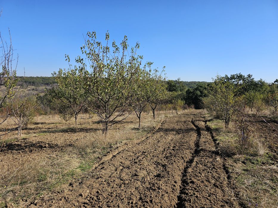 Продава се Земеделски имот в Плевен, Мара Денчева -  кв.м за 661 €/дка - Снимка #2