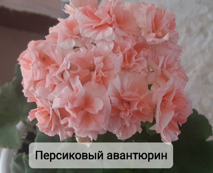 Укоренённые черенки сортовых пеларгоний