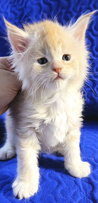 Maine coon uriaș  mascul pedigree din felisa