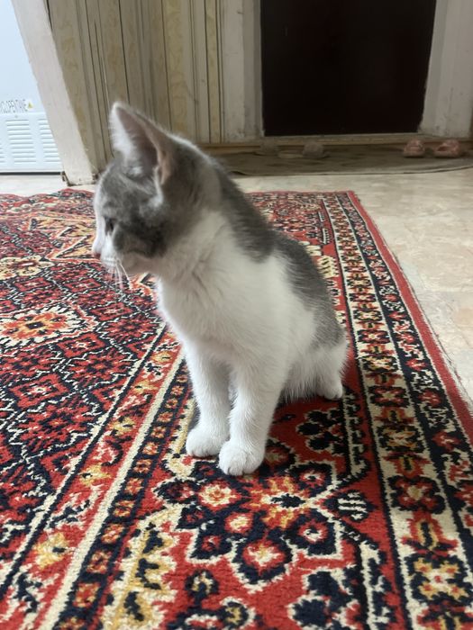 Кошки отдам бесплатно