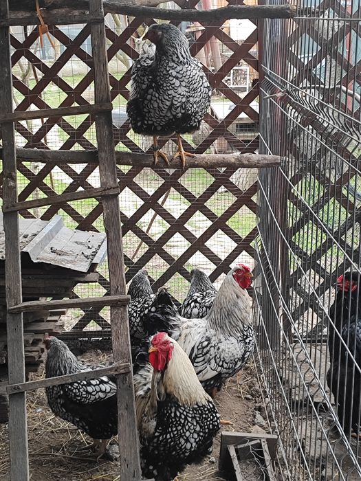 Vând oua Wiandotte GSg și argintiu