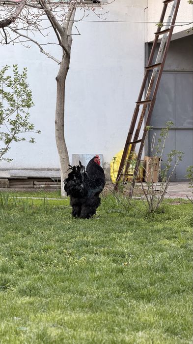 Продаются породистые куры и петух