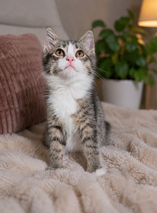 Котенок тигровый с белым окрасом