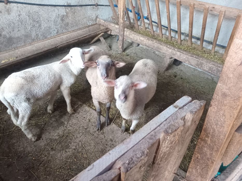 Mielute lacaune de vinzare