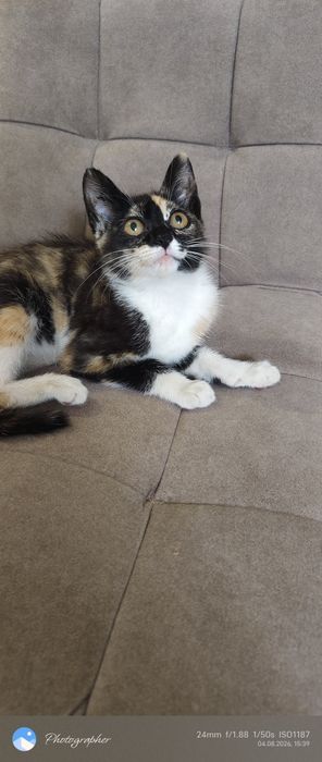 Девочка котенок Мия
