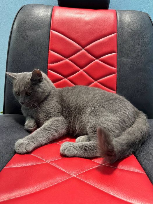 Скот пишак сотувда