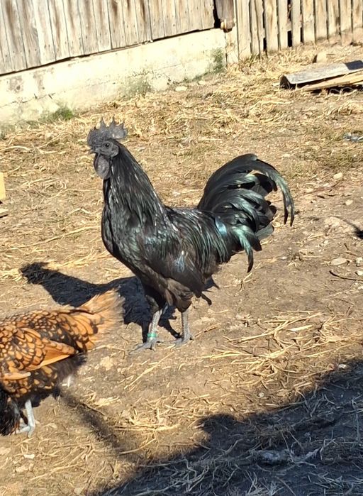 Gaini  Ayam Cemani