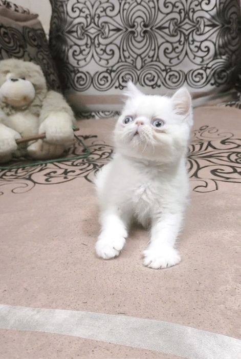 Экзотик мальчик из Проф.Питомника
