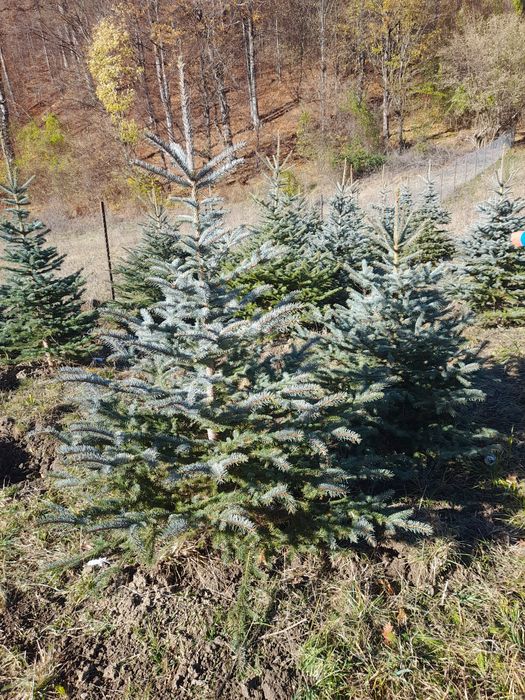 Vând brazi cu balot sau la ghiveci verzi și arginti