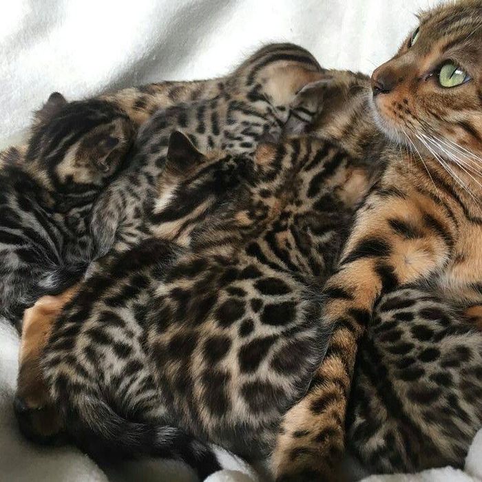 Котята Бенгальский мальчик полтора месяца