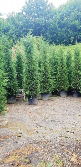 Cupresussocyparis Leylandii Plante Ornamentale