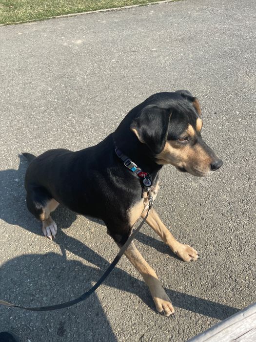 Donez catel metis negru cu pete fe foc