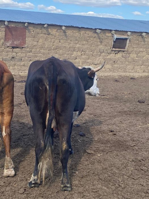 Продам корову с тёленком