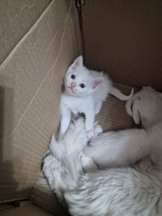 Котята котята котята