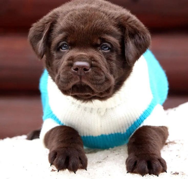 Чистокровные Щенки Лабрадора