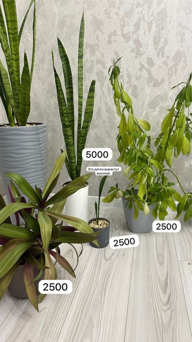 Продам комнатные растения