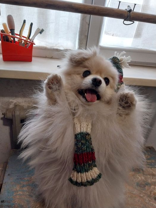 Продаётся Немецкий шпиц.