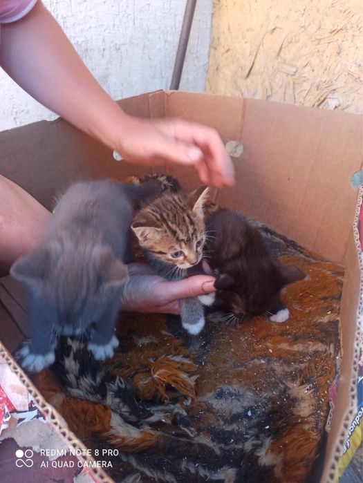 Отдам котят в добрые руки