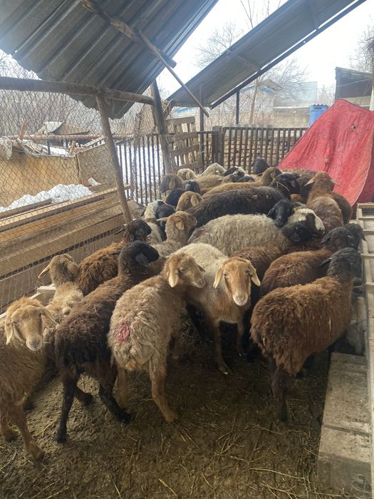 Семіз жемде тұрған тоқтылар