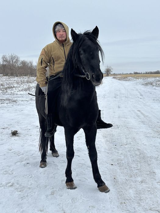 Айгыр сатылады жасы 5 те