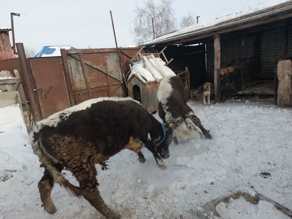 Продам два бычка