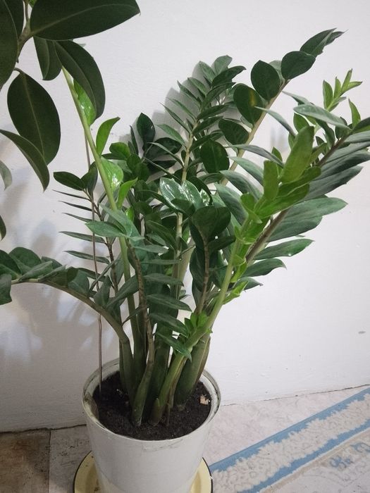 Проодам долларовое дерево