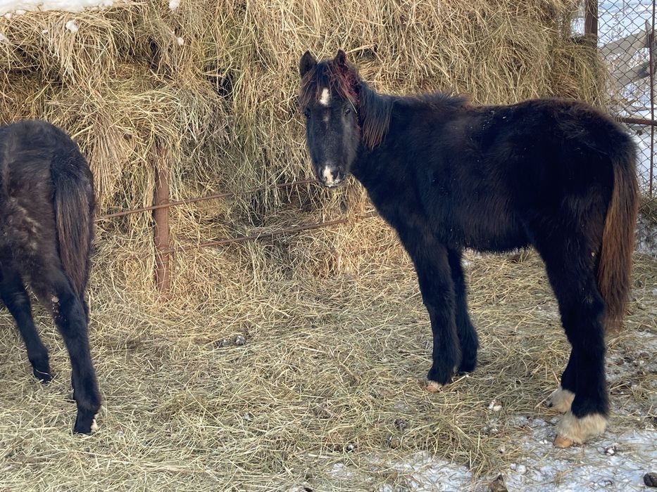 Жеребенка (жеребчик)